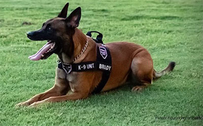 HonorHealth Foundation - 2024 Impact Report - K-9 Security Program - Brady