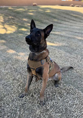 2026 Impact Report - K-9 Security Program